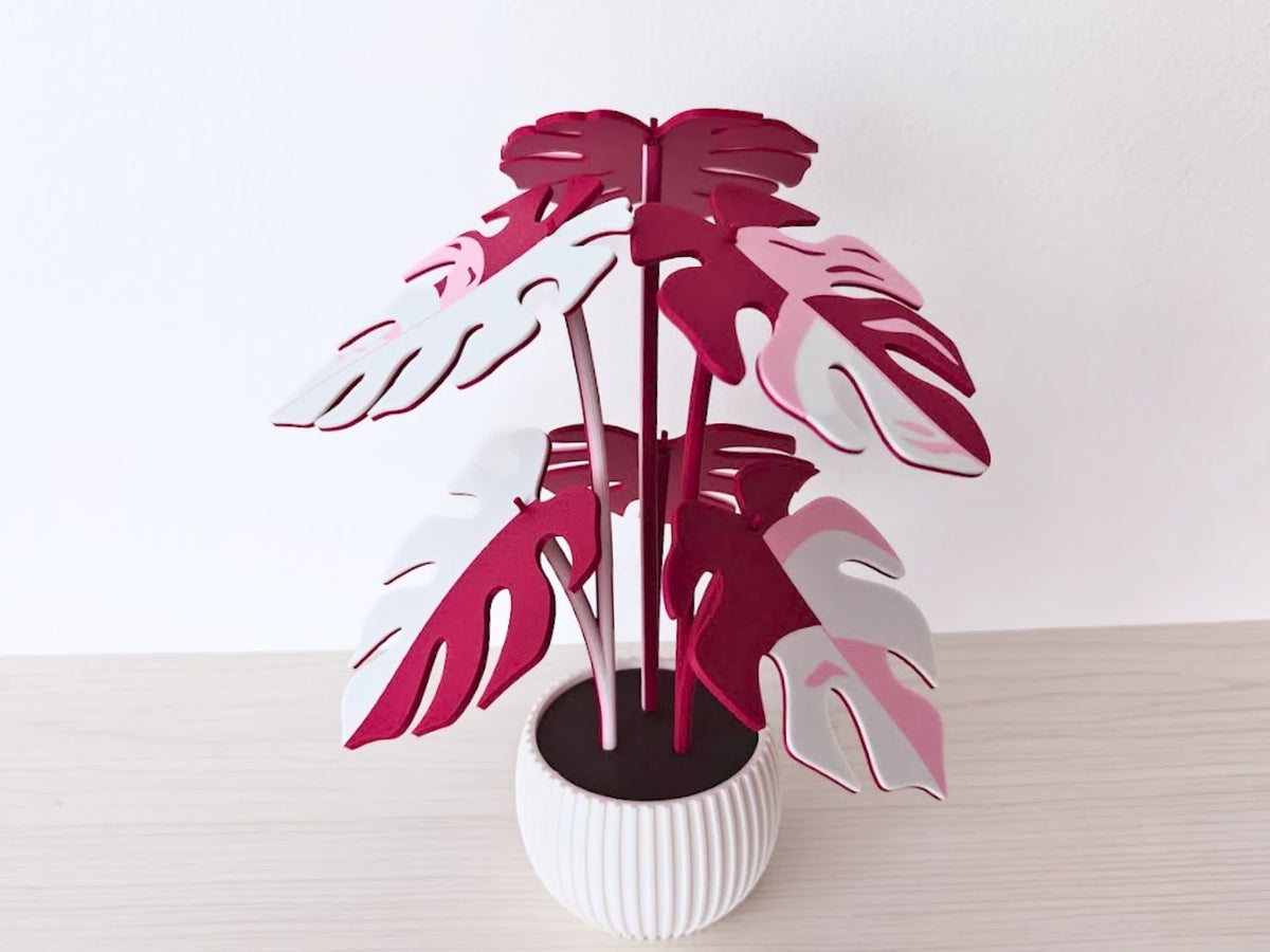 Monstera rosa y blanco con maceta blanca