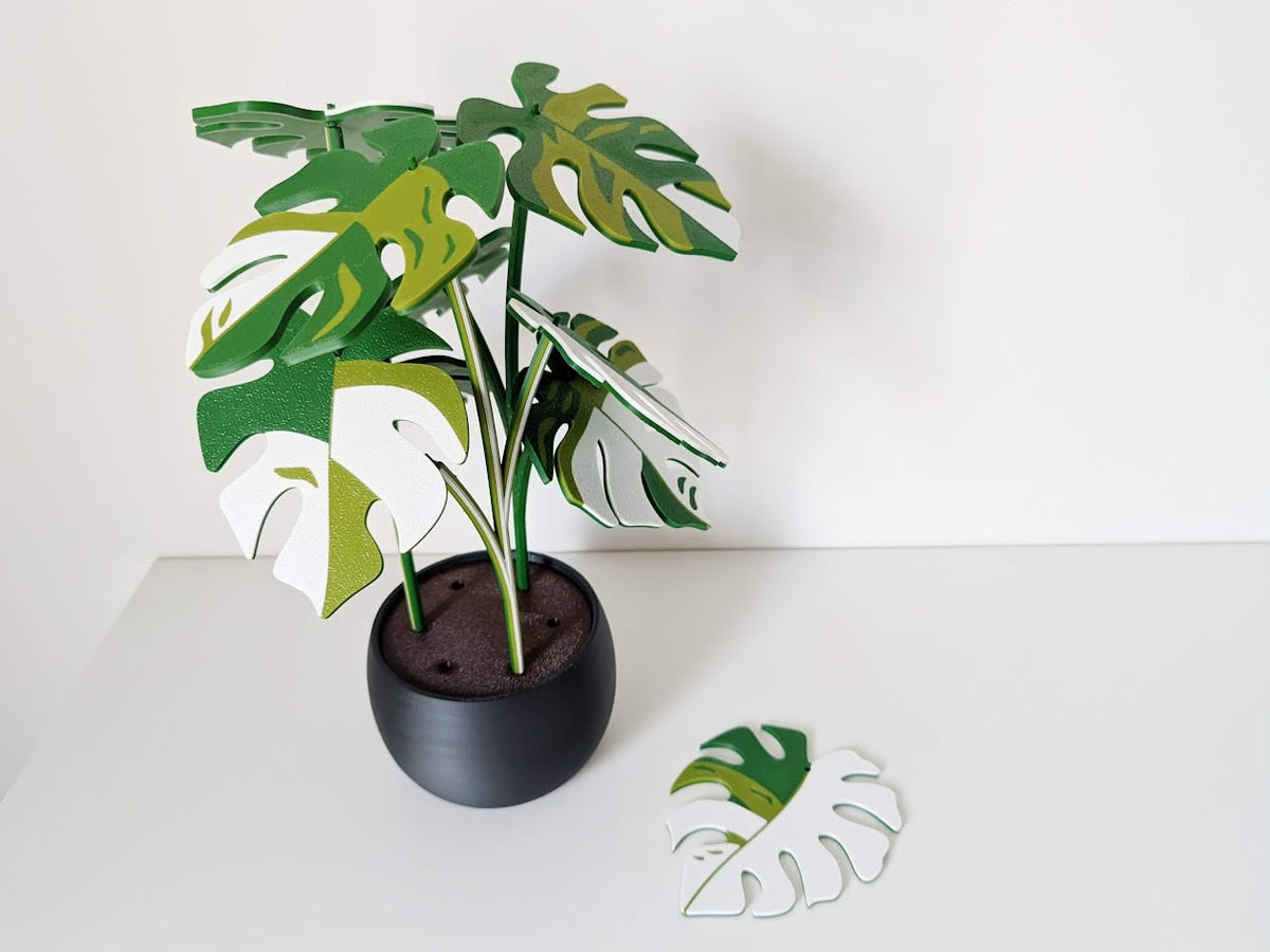 Monstera verde y blanco con maceta negra y hoja desmontada