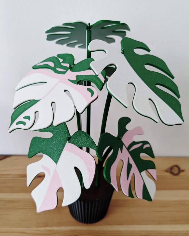 Monstera verde, rosa y blanco con maceta negra